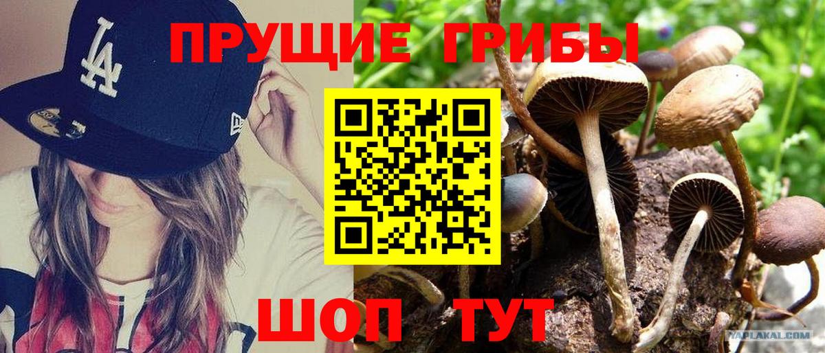 Галлюциногенные грибы Psilocybine cubensis Пугачёв
